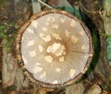 Coprinopsis variegata image
