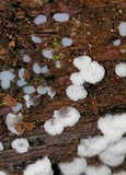 Ceratiomyxa fruticulosa var. fruticulosa image