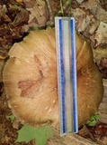 Megacollybia rodmanii image