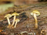 Kuehneromyces marginellus image