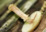 Kuehneromyces marginellus image