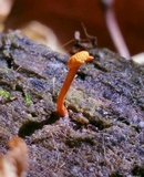 Ophiocordyceps ferruginosa image