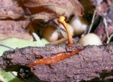 Ophiocordyceps ferruginosa image