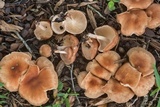 Gymnopus luxurians image