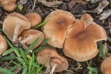 Gymnopus luxurians image