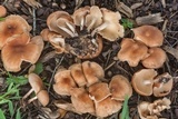 Gymnopus luxurians image