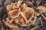 Gymnopus luxurians image