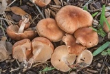 Gymnopus luxurians image