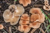 Gymnopus luxurians image