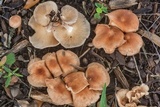 Gymnopus luxurians image