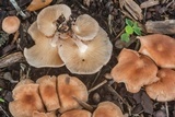 Gymnopus luxurians image
