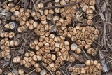 Cyathus stercoreus image
