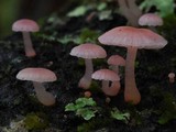 Mycena roseoflava image