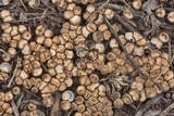 Cyathus stercoreus image