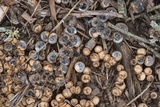 Cyathus stercoreus image
