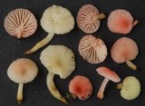 Mycena roseoflava image
