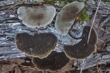 Hexagonia hydnoides image