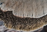 Hexagonia hydnoides image