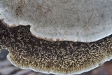 Hexagonia hydnoides image