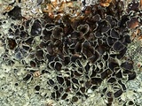 Xanthoparmelia cumberlandia image