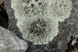 Xanthoparmelia cumberlandia image