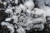 Ceratiomyxa fruticulosa var. fruticulosa image