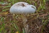 Amanita thiersii image