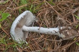 Amanita thiersii image