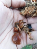 Psilocybe coprophila image