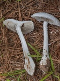 Amanita thiersii image