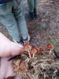 Psilocybe coprophila image