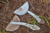 Amanita thiersii image