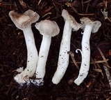Tricholoma moseri image