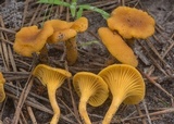 Cantharellus tabernensis image