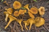 Cantharellus tabernensis image