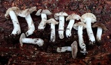 Tricholoma moseri image