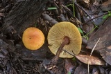 Xeromphalina tenuipes image