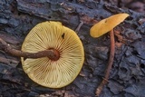 Xeromphalina tenuipes image