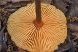 Xeromphalina tenuipes image