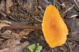 Xeromphalina tenuipes image