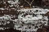 Ceratiomyxa fruticulosa var. fruticulosa image