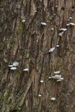 Hemimycena candida image