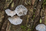 Hemimycena candida image