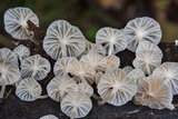 Hemimycena candida image