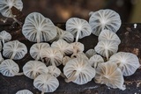 Hemimycena candida image