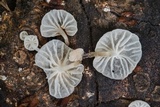 Hemimycena candida image