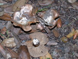 Inocybe splendens image