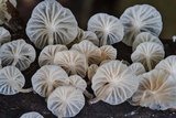Marasmiellus candidus image