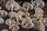 Hemimycena candida image