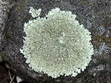 Xanthoparmelia plittii image